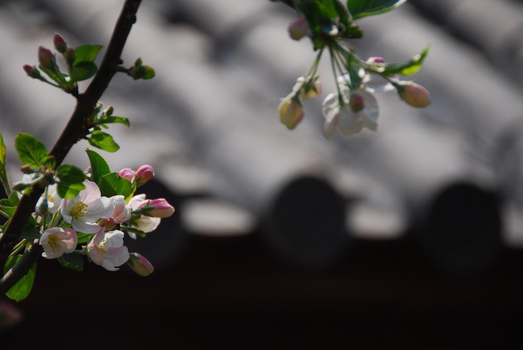 Lijiang Lazy Tiger Inn Lijiang (Yunnan) Exterior foto